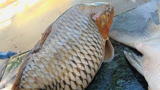 Amazing cutting skills | Big Carp Egged fish 🔪 video| live part 3 dawdi market #trending #fishing