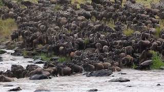 Wildebeests are crossing  Mara river. Great Migration. Kenya. Tanzania. Maasai Mara National Park.