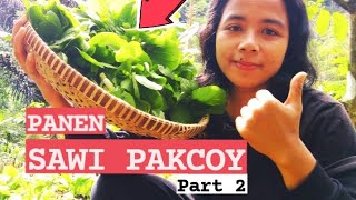 PANEN SAWI PAKCOY part2 #petani #sawipakcoy