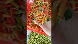 cabe setan harga selangit....brp harga cabe d tempat kalian teman2?coment yukk