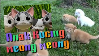 anak kucing meong meong  | lagu anak kucing meong remix | Lagu Anak Indonesia