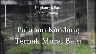 Puluhan Kandang Ternak #muraibatu