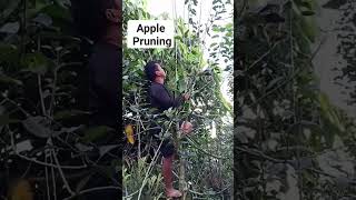 Apple Pruning #agricoolture