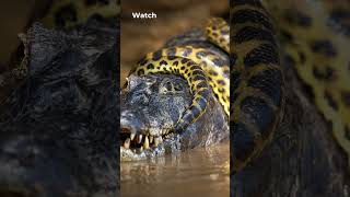 Serpent of the Amazon: The Green Anaconda #shorts #animal #animals #animalfacts #animalshorts