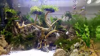 Aquascape 40x30 #5