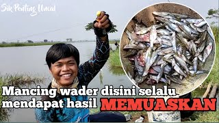 Mancing Ikan Wader Lunjar Di Rawa Tangerang