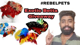 Betta Give away 🤑 | Back to youtube | Future plan @aquapetsfarmtamil4785