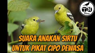 Suara anakan sirtu untuk pikat cipoh dewasa di alam liar