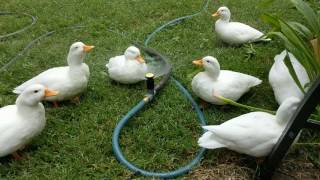 Ducks Playing in the Sprinkler