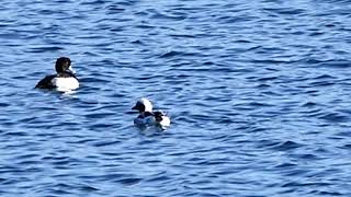 Long Tailed Duck 2