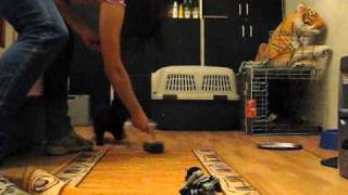 ACTIVE MUDI PUPPIES.wmv