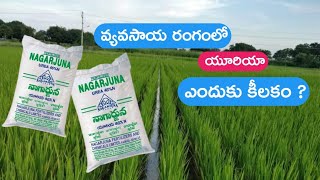 వ్యవసాయ రంగంలో యూరియా పాత్ర ఎందుకు కీలకం | urea fertilizer use in telugu | primary nutrient in paddy