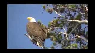 Aquila di vedetta a Lake Yellowstone