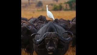 African tour#buffalo...birds and buffalo relationship#book with us a trip.+2567759284#whatsapp only