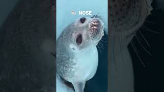 Seal #seal #shorts #viral #india