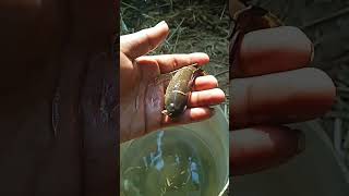 murrel fish (snake head) ||fishing farm||#viral #youtube #india