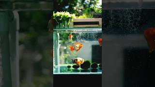 gold fish setup#goldfish #fish #shorts