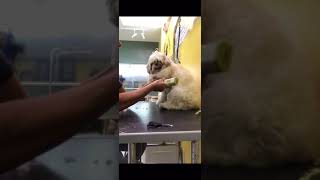 Dog shaving under paws