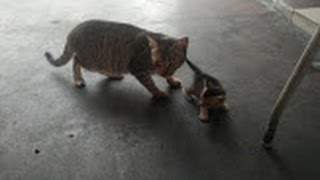 Stray Mother Cat Shows Her Protective Side For Kitten