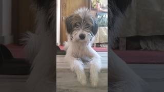 Dog Waiting for his Master || Doggy Lasho Apso