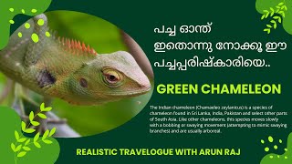 പച്ച ഓന്ത് ഇതൊന്നു നോക്കൂ ഈ പച്ചപ്പരിഷ്കാരിയെ...Green Chameleon