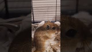 Just a video of one of my gerbils eating #gerbil #gerbils