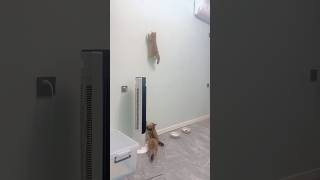 Cat Climbing the wall #extraordinary #supercat #magic #spidercat