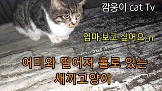 추운겨울 어미와 떨어져 홀로 쓸쓸히 살아가는 새끼고양이