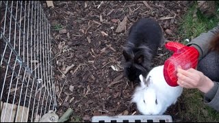 Rabbit Shedding/Moulting | Tips & Advice