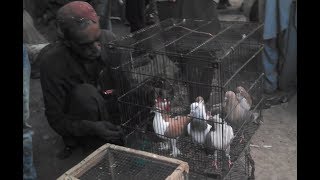 Biggest Pigeons Market...(Clickbait Title)