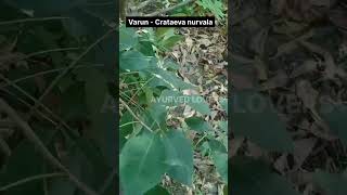 How to identify Varun - Crataeva nurvala  #ayureel #ayu #medicinalplant #medicineherbs #dravyaguna