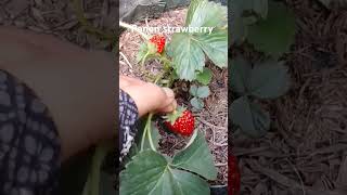 Senang panen strawberry di kebun #garden