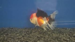 12-13cm High Quality Oranda (1)