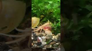 Snail eating freshwater crab #aquarium