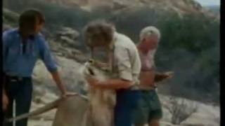 Amazing Story of Christian the Lion - The  Animal Human Bond