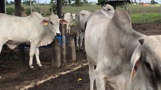 BEM ESTÁ ANIMAL TRÁS  GANHO DE PESO.