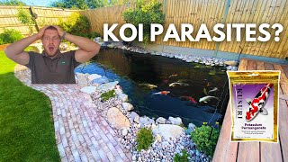 Treating Koi issues... Potential Parasites