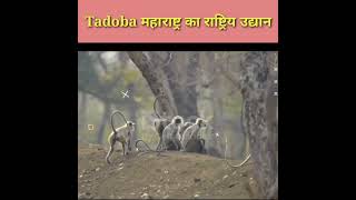 Tadoba Rashtriya Udyan | Maharashtra Ka Pramukh Paryatan Sthal | #short #tadoba #rashtriyudyan