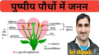 पौधों में जनन। pushpi paudhon mein Janan | Reproduction in plants. paudhon mein Janan | part-2