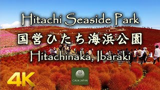 【4K】Hitachi Seaside Park (国営ひたち海浜公園) - Hitachinaka, Ibaraki