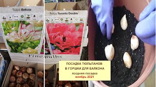 Посадка луковиц тюльпанов в горшок для балкона. Покупаем по распродаже, формируем цветущий балкон.