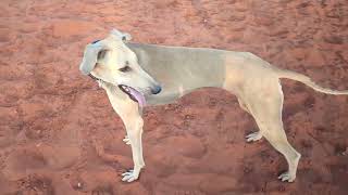 Chippiparai dog hunting training| #dog #puppy #chippiparai #dogs #hunting #hunt #dogtraining