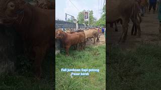 FULL JUMBOAN SEPI PEMBELI pasar kerek #sapi #pasarsapi #sapisuper #pasarsapikerek