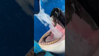 Whale Loves Big Ice! Watch Its Funny Reaction #shorts