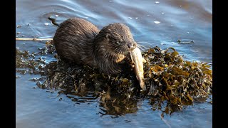 Otters in Cork city