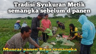 Tradisi Jawa syukuran / metik semangka sebelum d panen #semangka