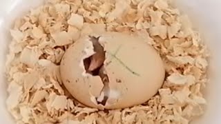 فقس بيض الدجاج Baby chick hatching बेबी चिक हैचिंग 婴儿小鸡孵化