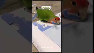 Smart and lovely little budgies #part-1