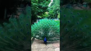 Peacock Dance Display   Peacocks Opening Feathers 🦚