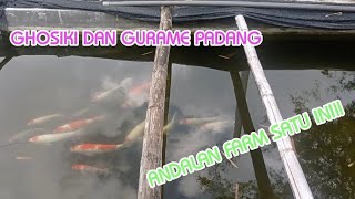 IKAN KOI GHOSIKI DAN GURAME PADANG, ANDALAN FARM KOI SATU INI!!!